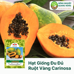 Hạt Giống Đu Đủ Ruột Vàng CARINOSA Lai F1 - Hai Mũi Tên Đỏ