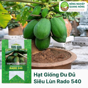 Hạt Giống Đu Đủ Siêu Lùn RADO 540 - Rạng Đông