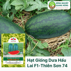 Hạt Giống Dưa Hấu Lai F1 - Thiên Sơn 74 - Hai Mũi Tên Đỏ