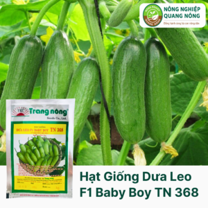 Hạt Giống Dưa Leo F1 BABY BOY TN 368 - 1gram