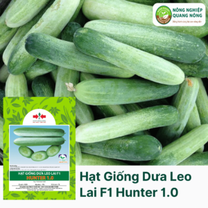 Hạt Giống Dưa Leo Lai F1 HUNTER 1.0