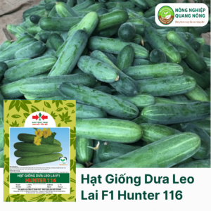 Hạt Giống Dưa Leo Lai F1 HUNTER 116 - Hai Mũi Tên Đỏ