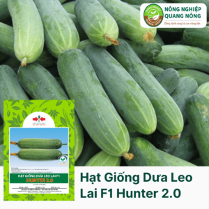 Hạt Giống Dưa Leo Lai F1 HUNTER 2.0