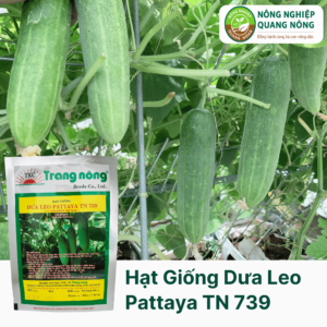 Hạt Giống Dưa Leo PATTAYA TN 739 - 20 Hạt