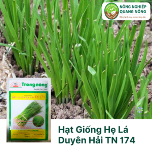 Hạt Giống Hẹ Lá Duyên Hải TN 174 - Trang Nông