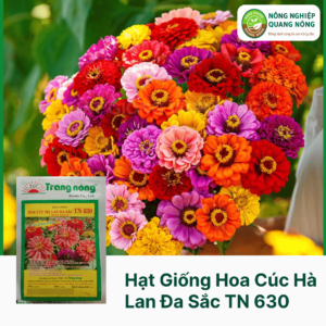 Hạt Giống Hoa Cúc Hà Lan Đa Sắc TN 630 - Trang Nông