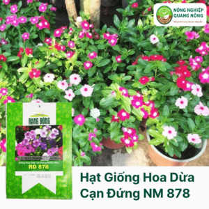 Hạt Giống Hoa Dừa Cạn Đứng Nhiều Màu RĐ 878