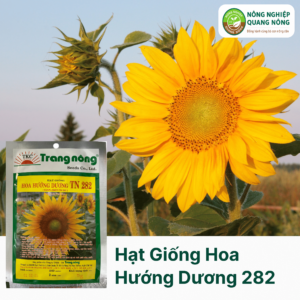 Hạt Giống Hoa Hướng Dương TN 282 - Trang Nông