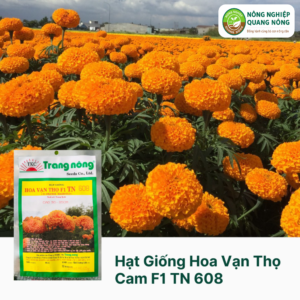 Hạt Giống Hoa Vạn Thọ Cam F1 TN 608
