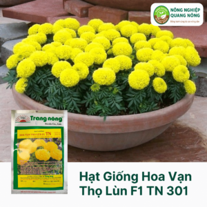 Hạt Giống Hoa Vạn Thọ Lùn F1 TN 301 - Trang Nông