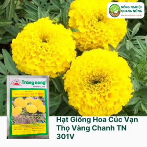 Hạt Giống Hoa Vạn Thọ Vàng Chanh TN 607