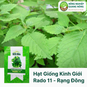 Hạt Giống Kinh Giới RADO 11 - Rạng Đông