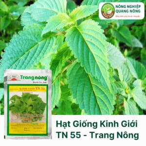 Hạt Giống Kinh Giới TN 55 - Trang Nông