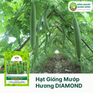 Hạt Giống Mướp Hương DIAMOND 577 - Hai Mũi Tên Đỏ