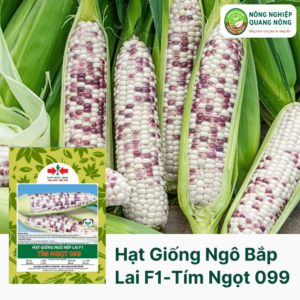 Hạt Giống Ngô Bắp Lai F1 - Tím Ngọt 099 - Hai Mũi Tên Đỏ