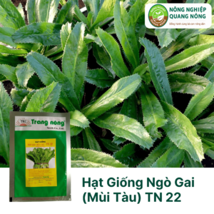 Hạt Giống Ngò Gai (Mùi Tàu) TN 22 - Trang Nông
