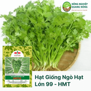 Hạt Giống Ngò Hạt Lớn 99 - Hai Mũi Tên Đỏ - 1 Kg