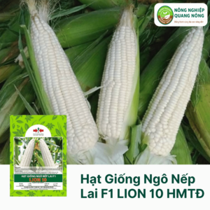 Hạt Giống Ngô Nếp Lai F1 LION 10 - Hai Mũi Tên Đỏ