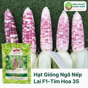 Hạt Giống Ngô Nếp Lai F1 - Tím Hoa 35 - Hai Mũi Tên