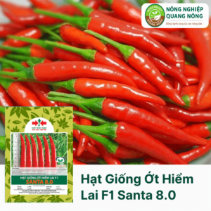 Hạt Giống Ớt Hiểm Lai F1 SANTA 8.0 - Hai Mũi Tên Đỏ