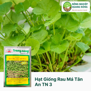 Hạt Giống Rau Má Tân An TN 3