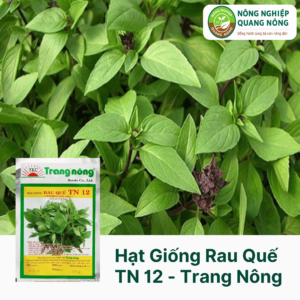 Hạt Giống Rau Quế TN 12 - Trang Nông