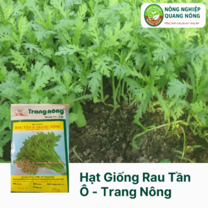 Hạt Giống Rau Tần Ô - Trang Nông