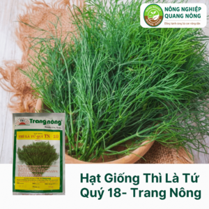 Hạt Giống Thì Là Tứ Quý TN 18 - Trang Nông