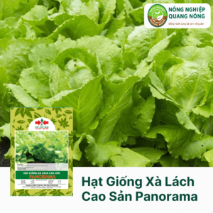 Hạt Giống Xà Lách Cao Sản PANORAMA - Hai Mũi Tên Đỏ
