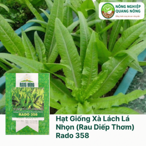 Hạt Giống Xà Lách Lá Nhọn (Rau Diếp Thơm) RADO 358 - Rạng Đông