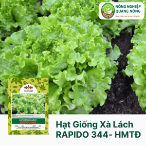 Hạt Giống Xà Lách RAPIDO 344 - Hai Mũi Tên Đỏ