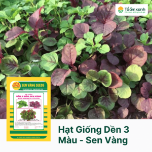 Hạt Giống Dền 3 Màu - Sen Vàng