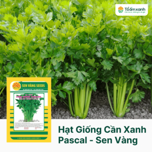 Hạt Giống Cần Xanh PASCAL - Sen Vàng