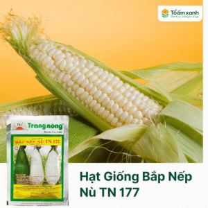 Hạt Giống Bắp Nếp Nù TN 177 - Trang Nông