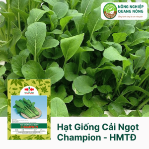 Hạt Giống Cải Ngọt CHAMPION - Hai Mũi Tên Đỏ