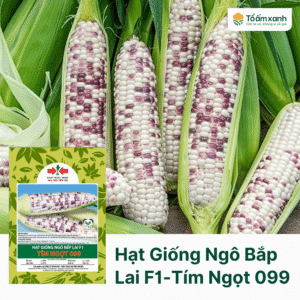 Hạt Giống Ngô Bắp Lai F1 - Tím Ngọt 099 - Hai Mũi Tên Đỏ
