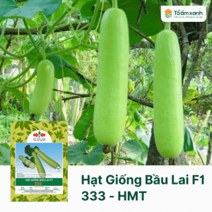 Hạt Giống Bầu Lai F1 333 - Hai Mũi Tên Đỏ