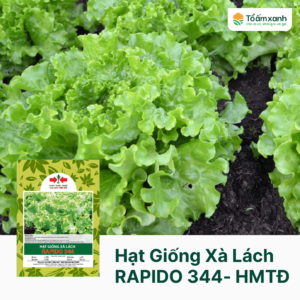 Hạt Giống Xà Lách RAPIDO 344 - Hai Mũi Tên Đỏ