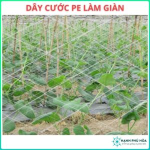Lưới Bộ PE Làm Giàn Leo Bầu Bí, Mướp, Su Su Và Các Loại Cây Leo - Dây Cước Pe Làm Giàn  - 2 x 5 m